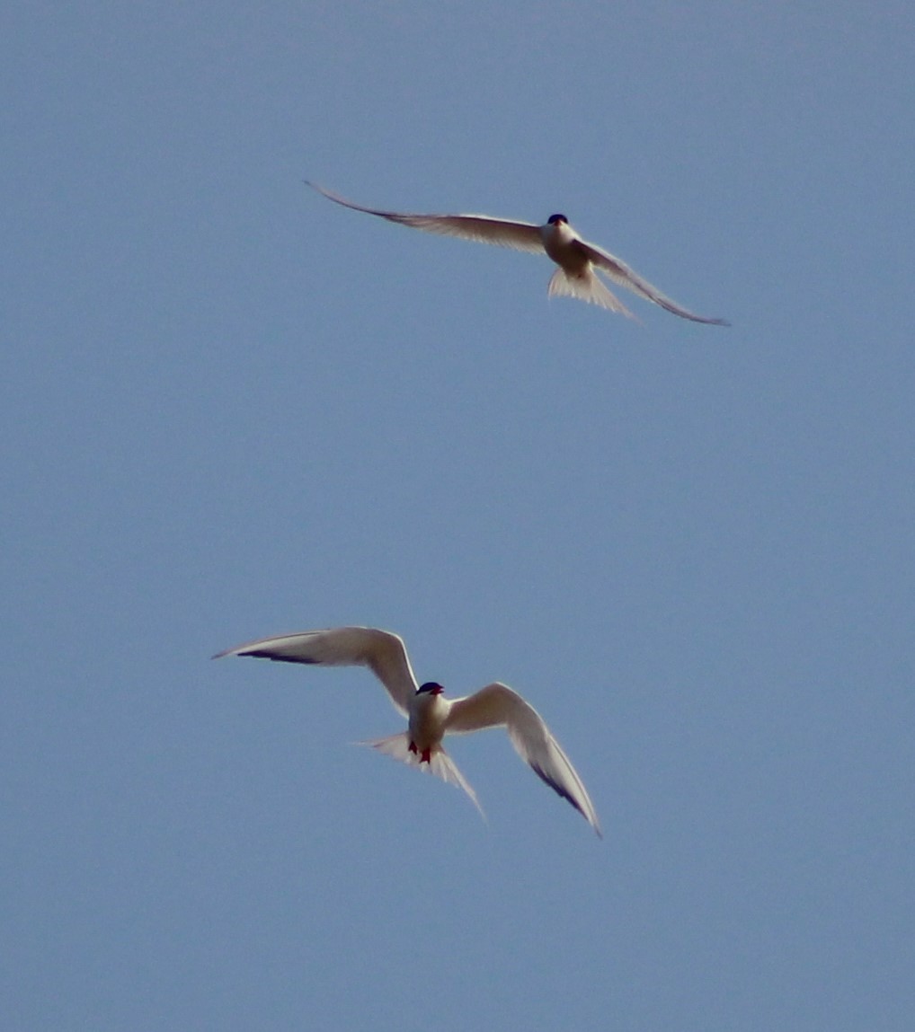 South American Tern - Pedro Behne