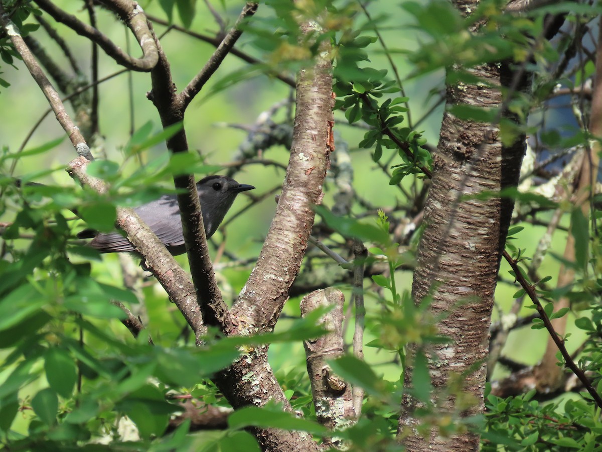 Gray Catbird - JOYCE M DEPEW