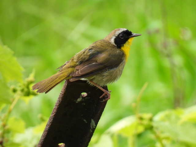 Common Yellowthroat - Joe McGill