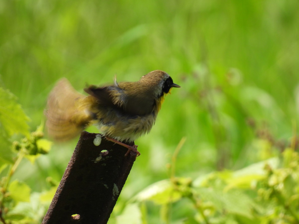 Common Yellowthroat - Joe McGill