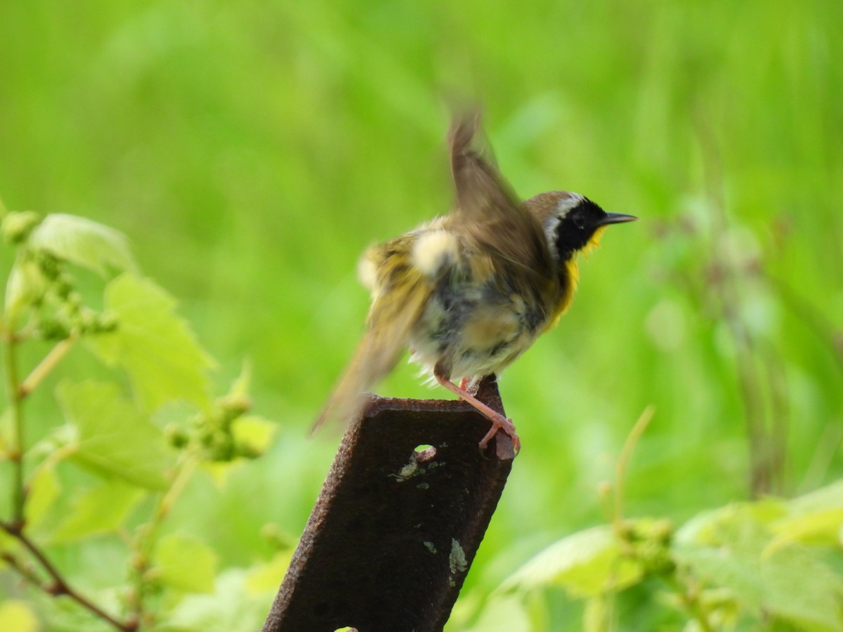 Common Yellowthroat - Joe McGill