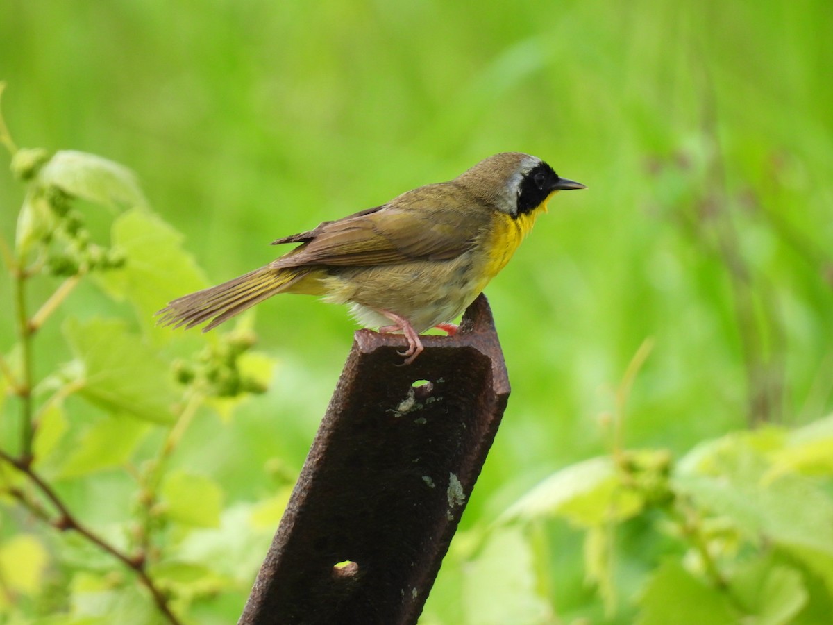 Common Yellowthroat - Joe McGill