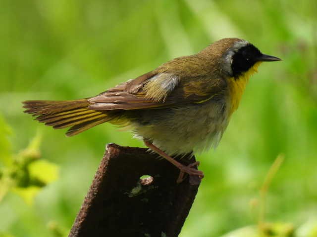 Common Yellowthroat - Joe McGill