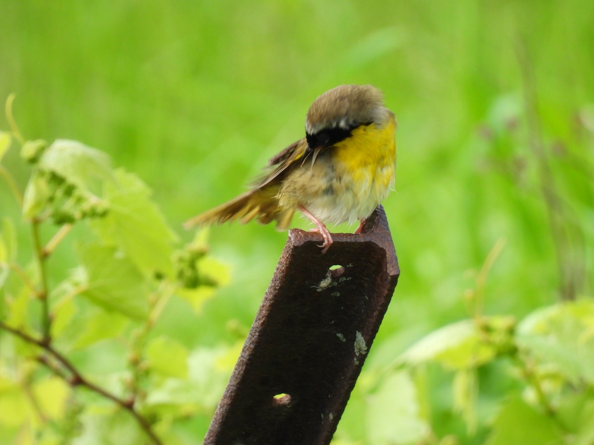 Common Yellowthroat - Joe McGill