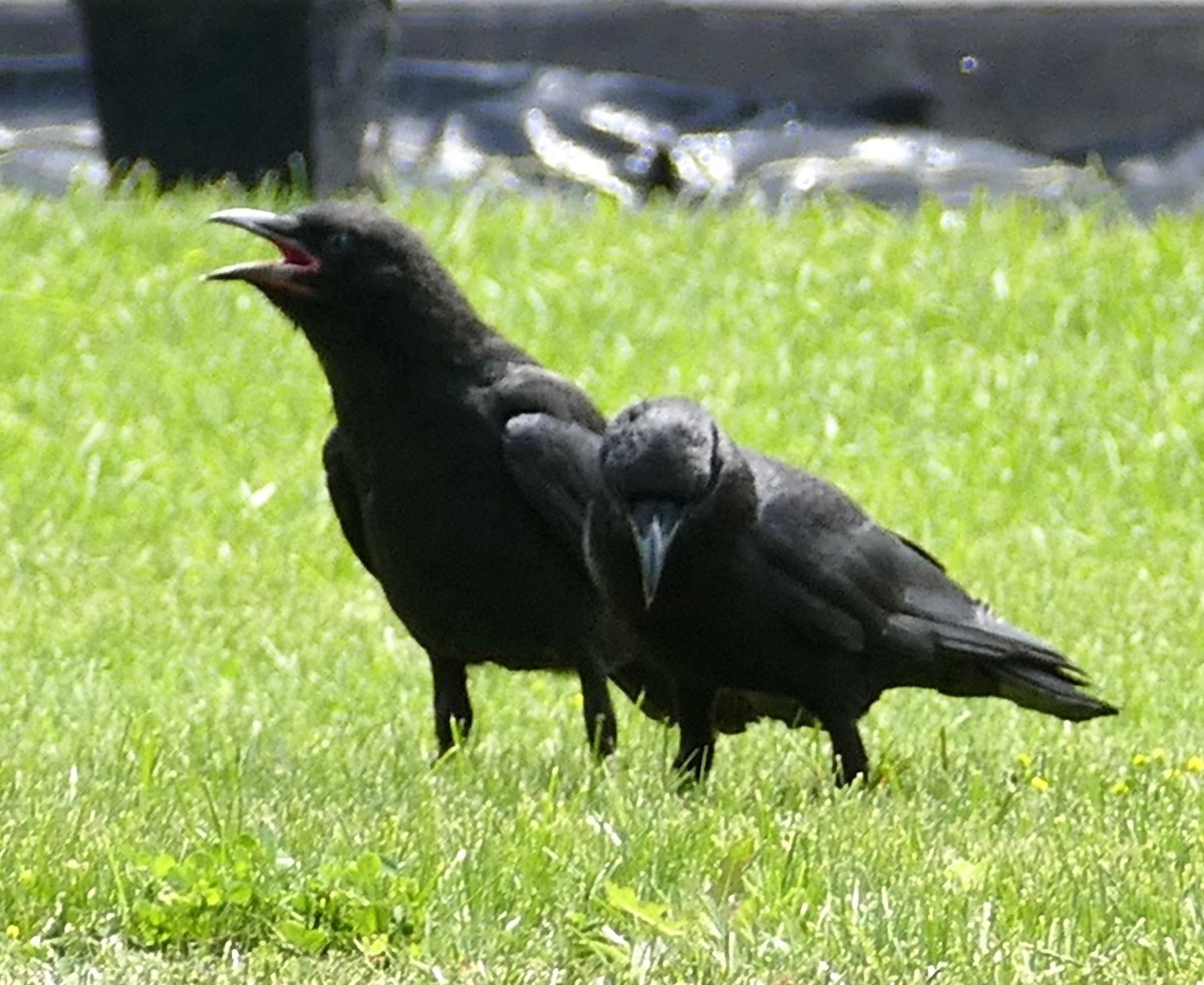 American Crow - Diane Stinson