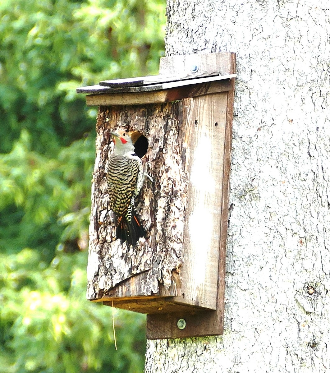 Northern Flicker (Red-shafted) - Diane Stinson