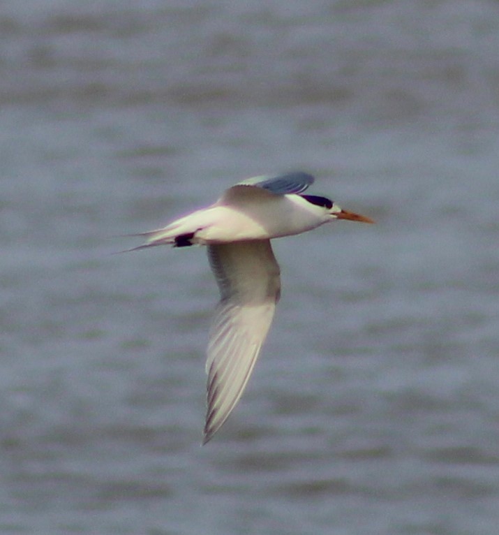 Sandwich Tern - Pedro Behne