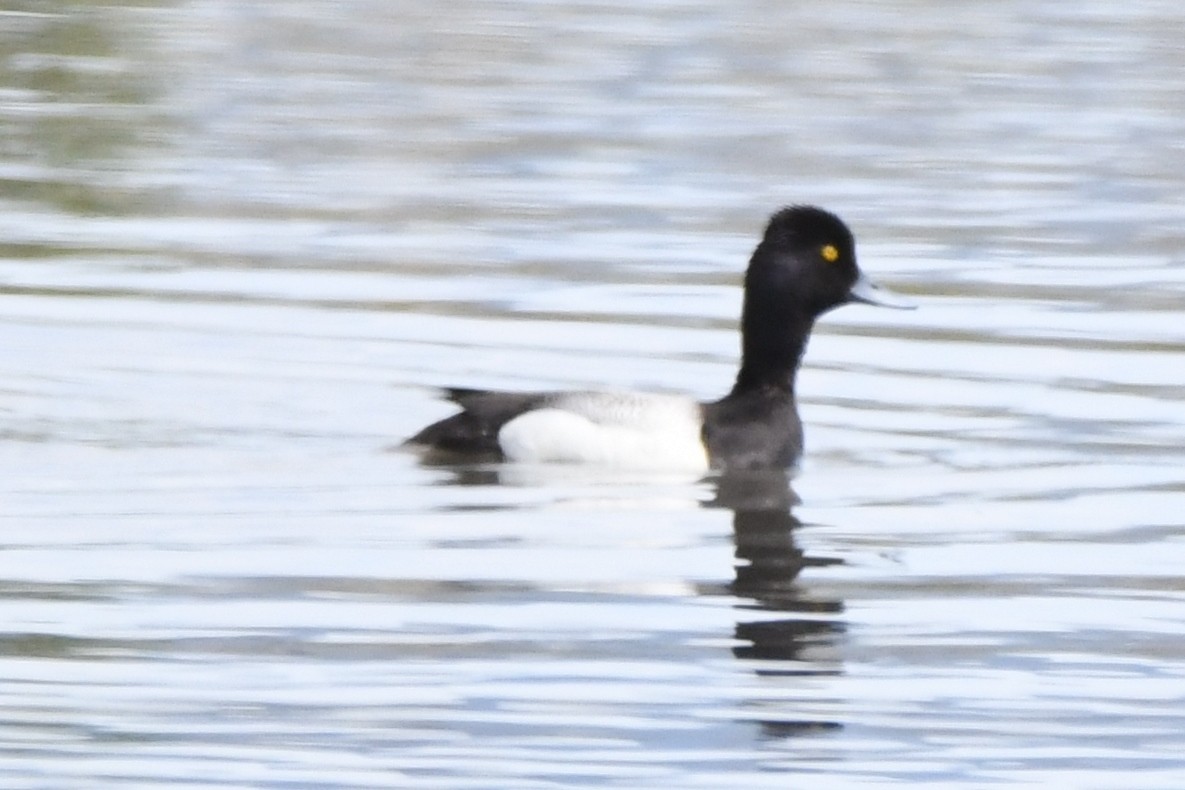 Lesser Scaup - Cathryn Dippo
