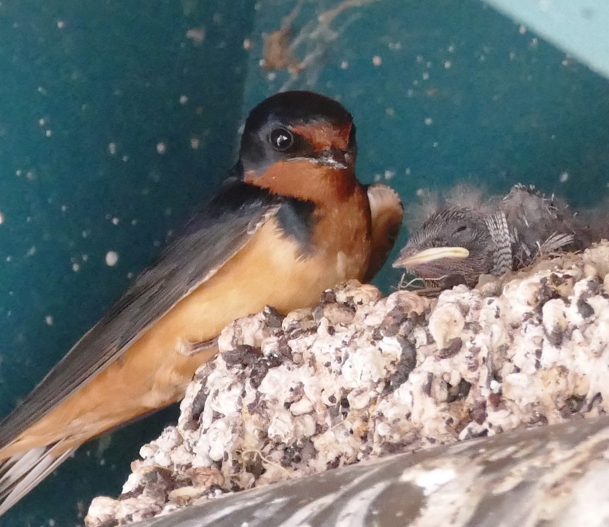 Barn Swallow - Diane Stinson