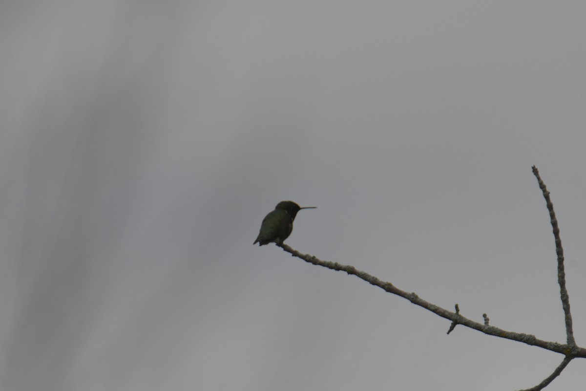 Ruby-throated Hummingbird - Cathy Del Valle