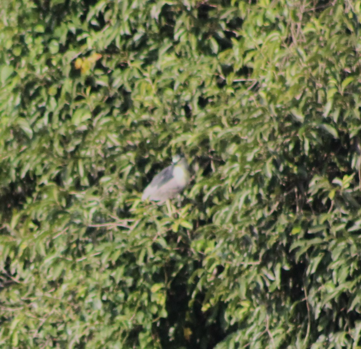 Black-crowned Night Heron - Pedro Behne