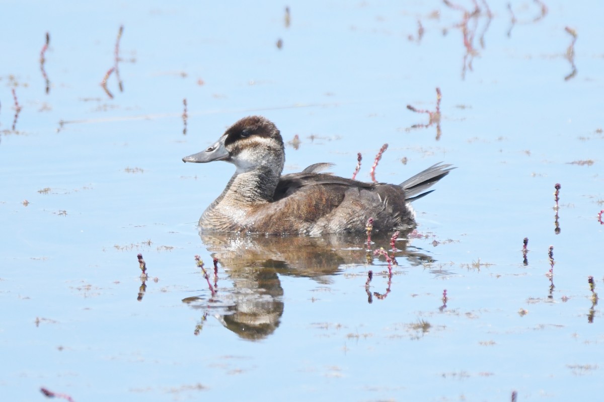 アカオタテガモ - ML619472543