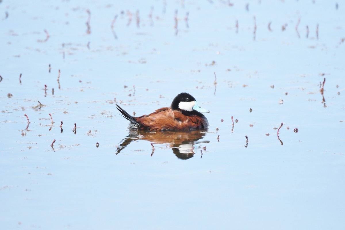 アカオタテガモ - ML619472544