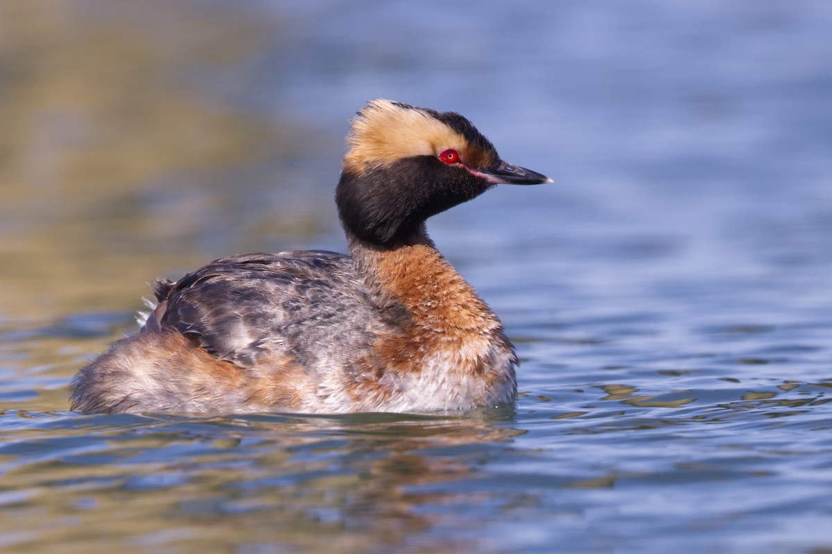 Horned Grebe - ML619472545