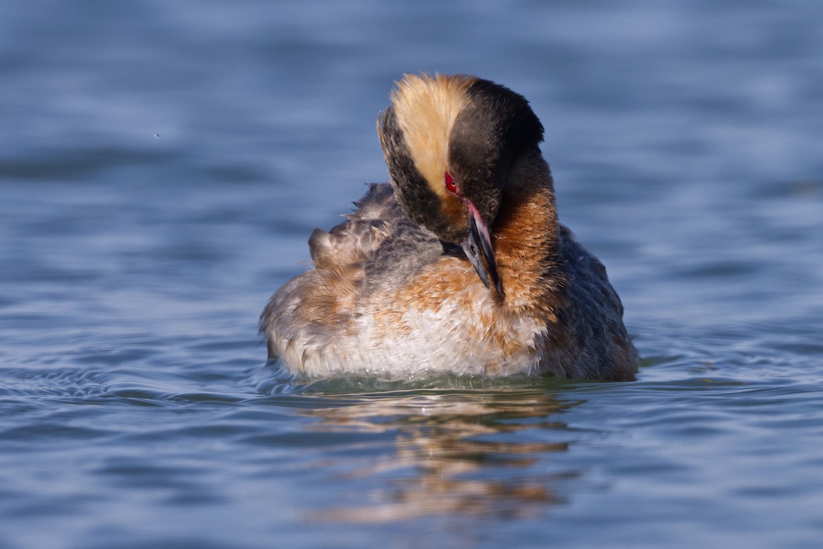 Horned Grebe - Damon Brundage