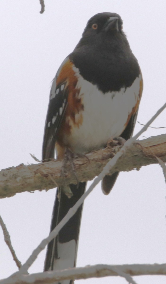 Spotted Towhee - Barry Spolter