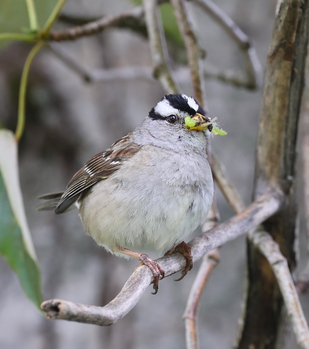 White-crowned Sparrow - Dawn Lloyd