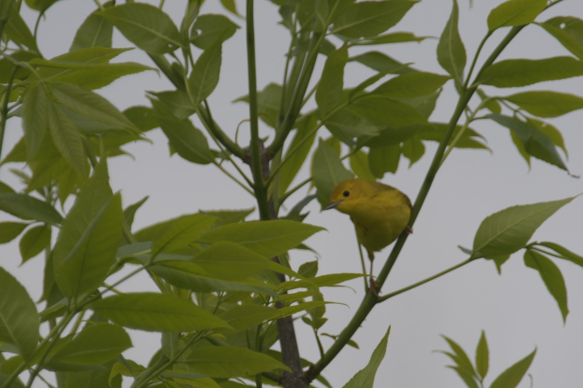 Yellow Warbler - Cathy Del Valle