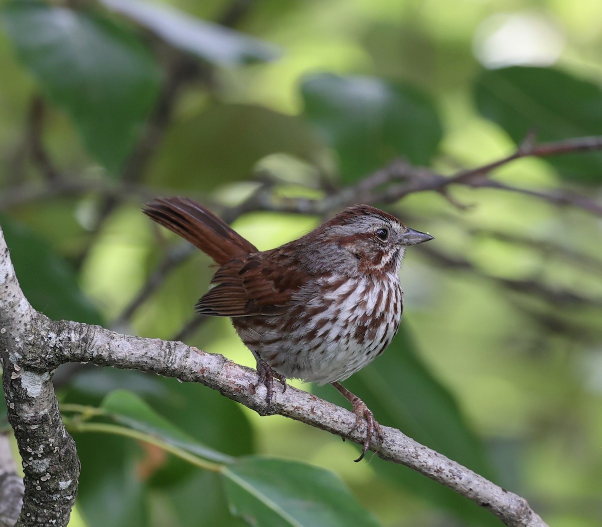 Song Sparrow - Dawn Lloyd