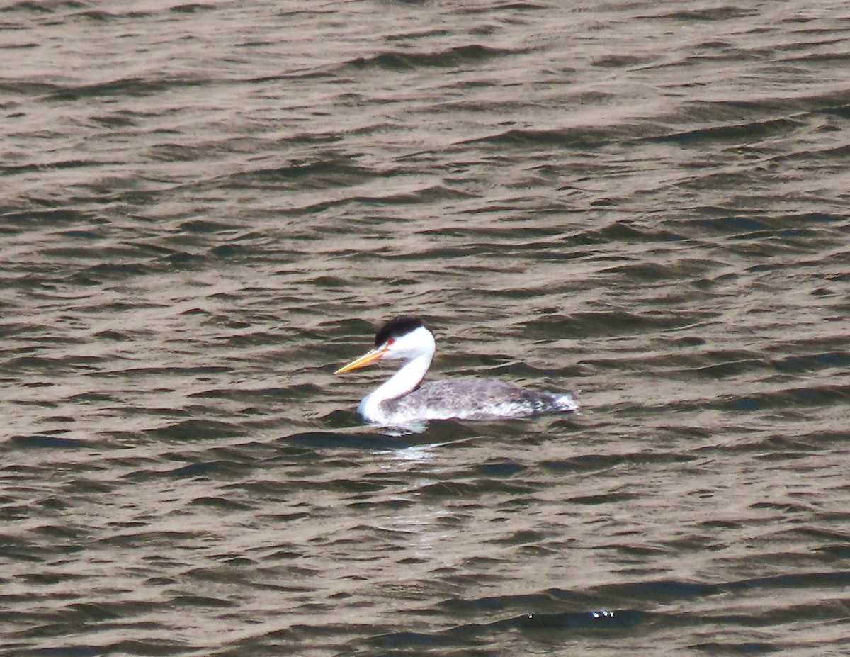 Clark's Grebe - Becky Turley