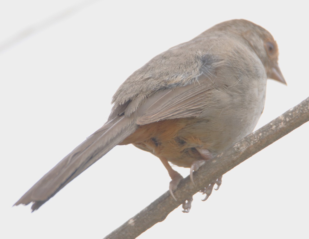 California Towhee - Barry Spolter