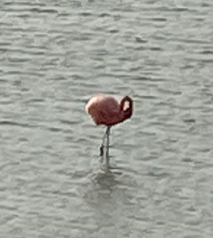 American Flamingo - Craig Arthur