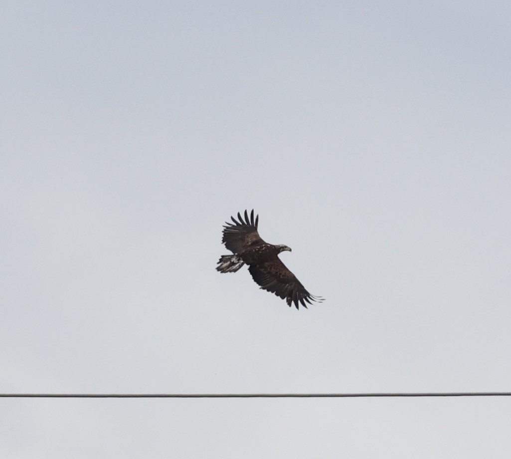 Bald Eagle - Dawn Lloyd