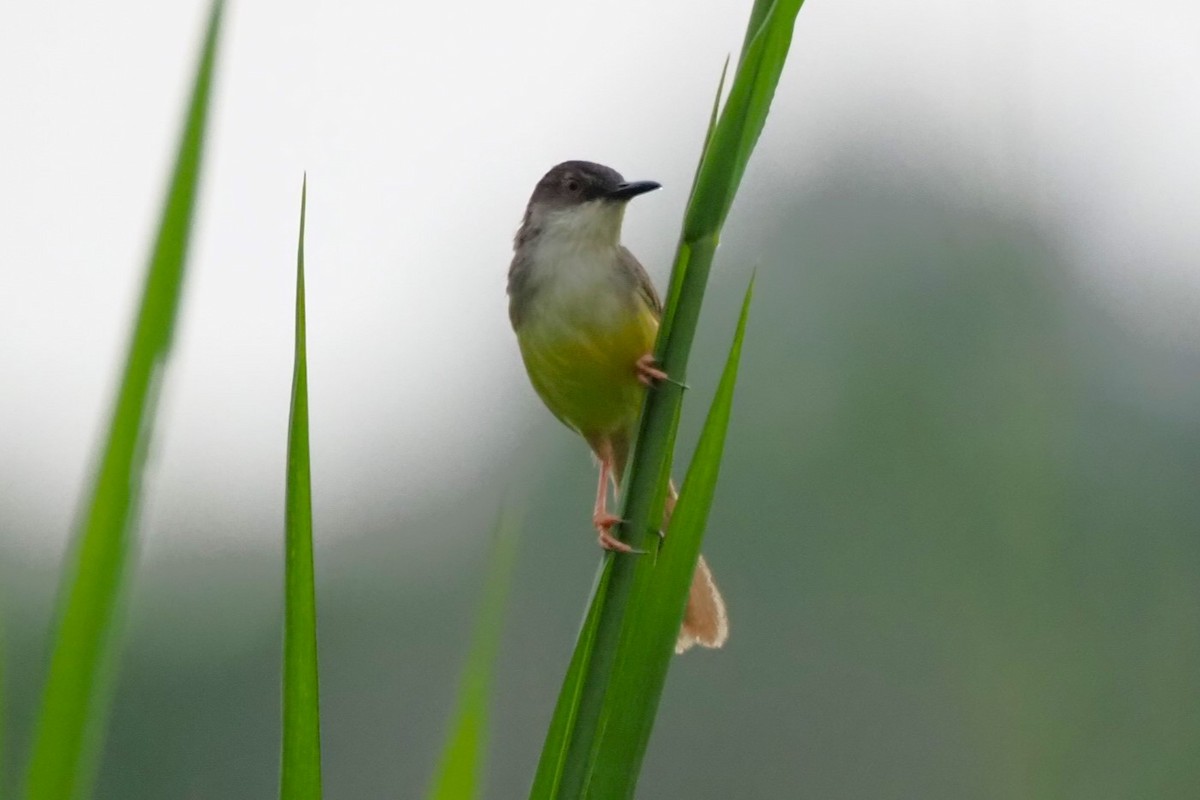 Yellow-bellied Prinia - Andy Lee