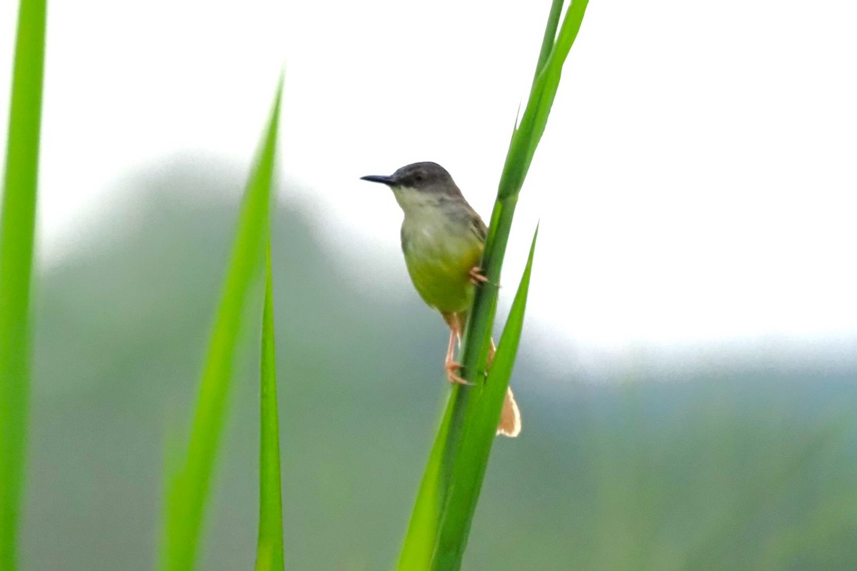 Yellow-bellied Prinia - Andy Lee