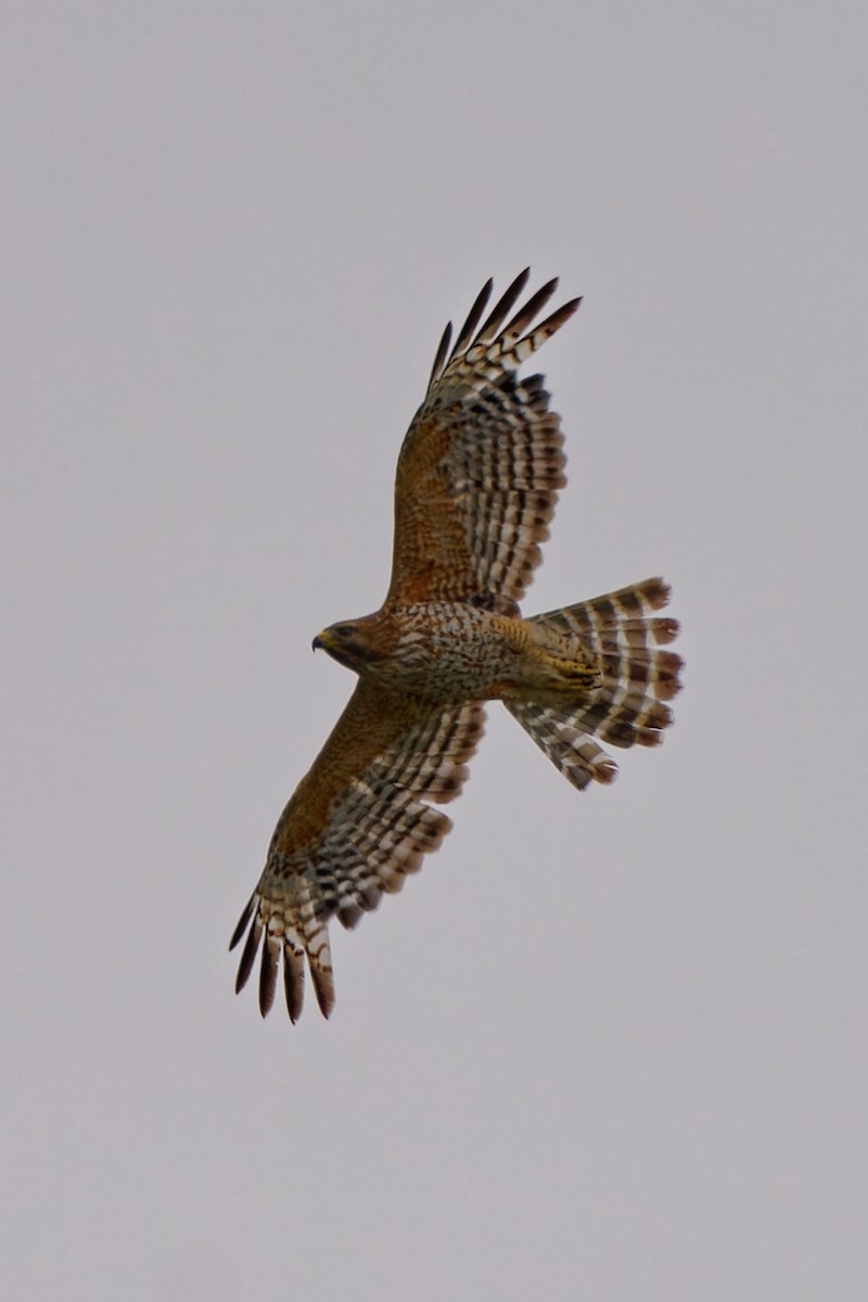 Red-shouldered Hawk - Zhennong Li