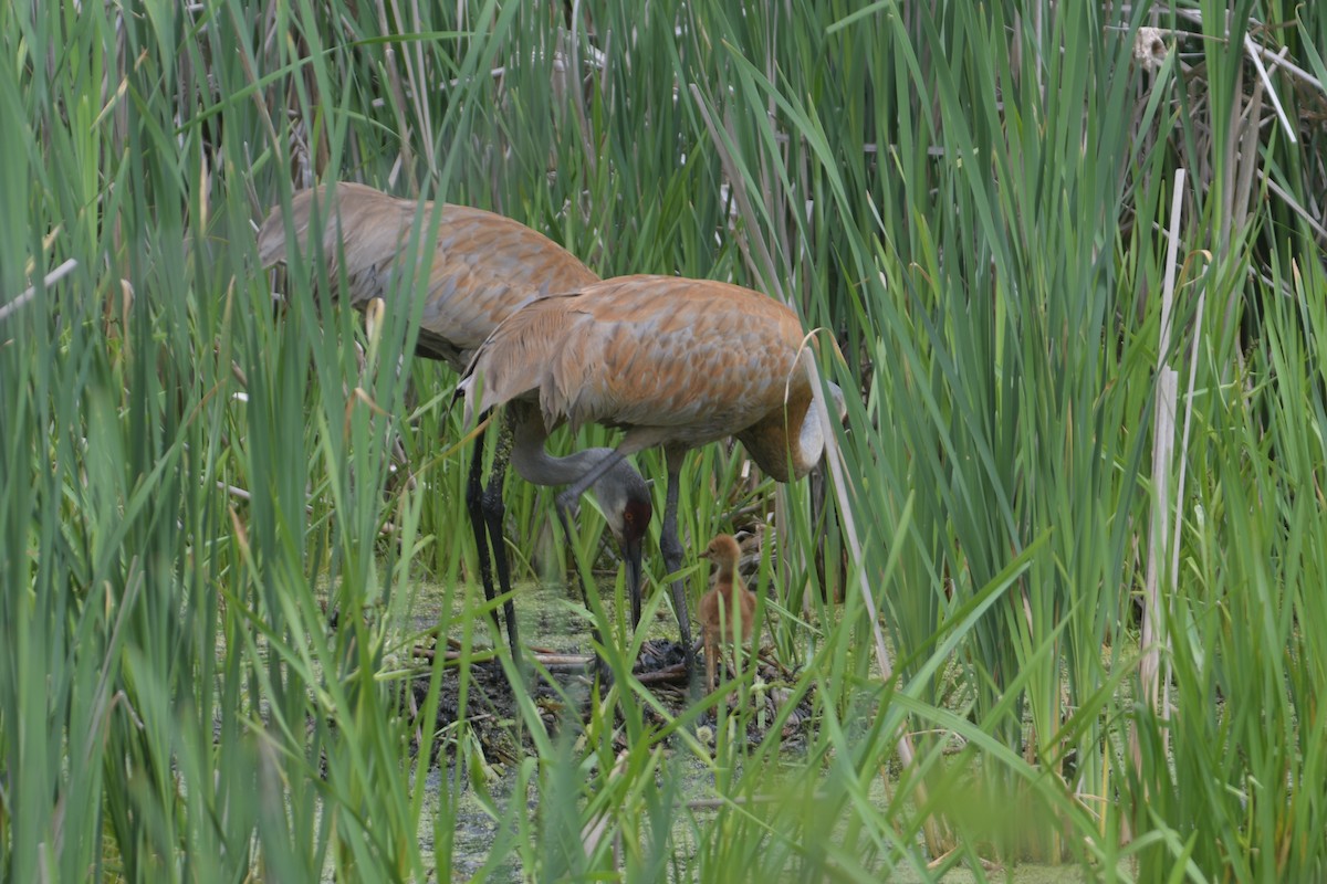 Sandhill Crane - Cathy Del Valle