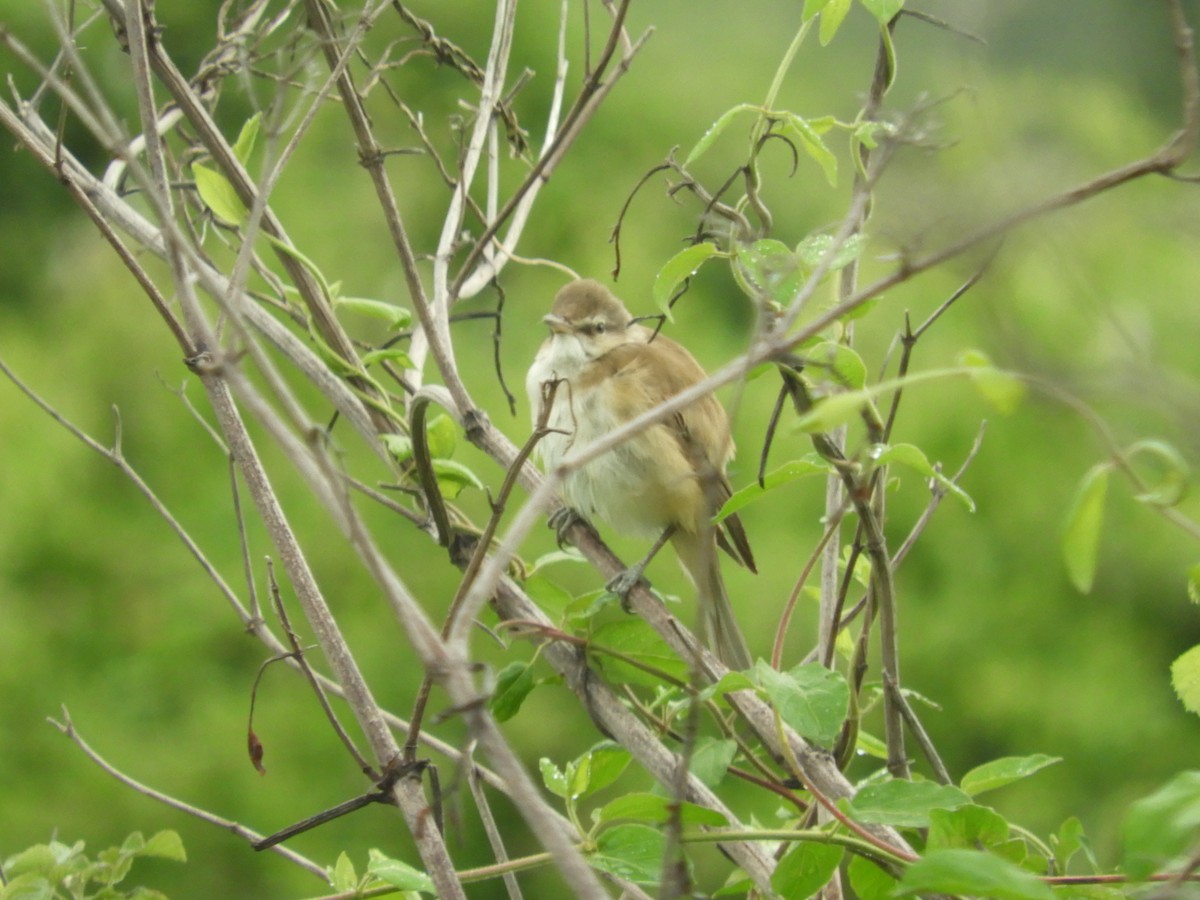 Great Reed Warbler - Mac  McCall