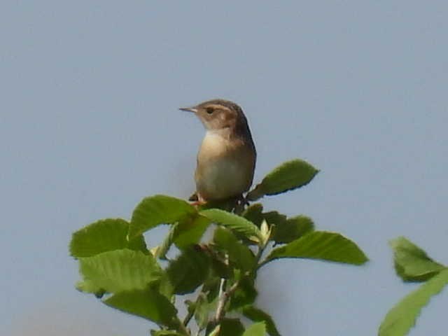 Sedge Wren - Joe McGill