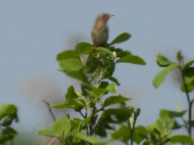 Sedge Wren - Joe McGill