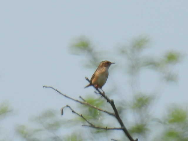 Sedge Wren - Joe McGill