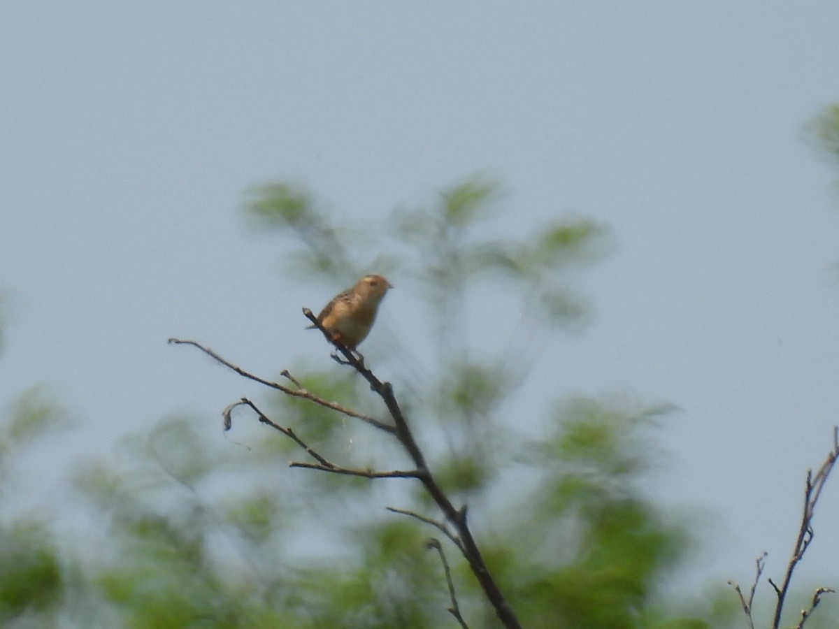 Sedge Wren - Joe McGill