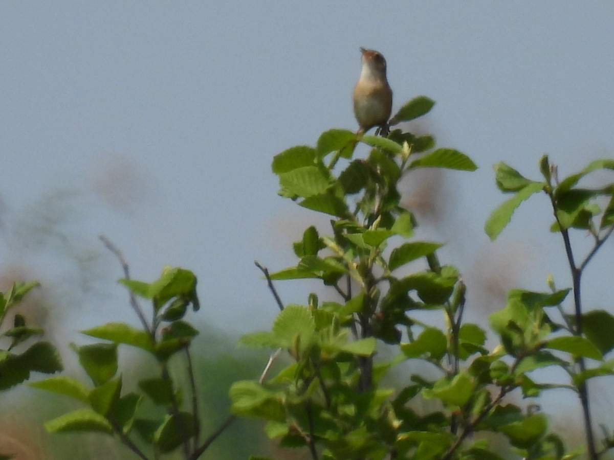 Sedge Wren - Joe McGill