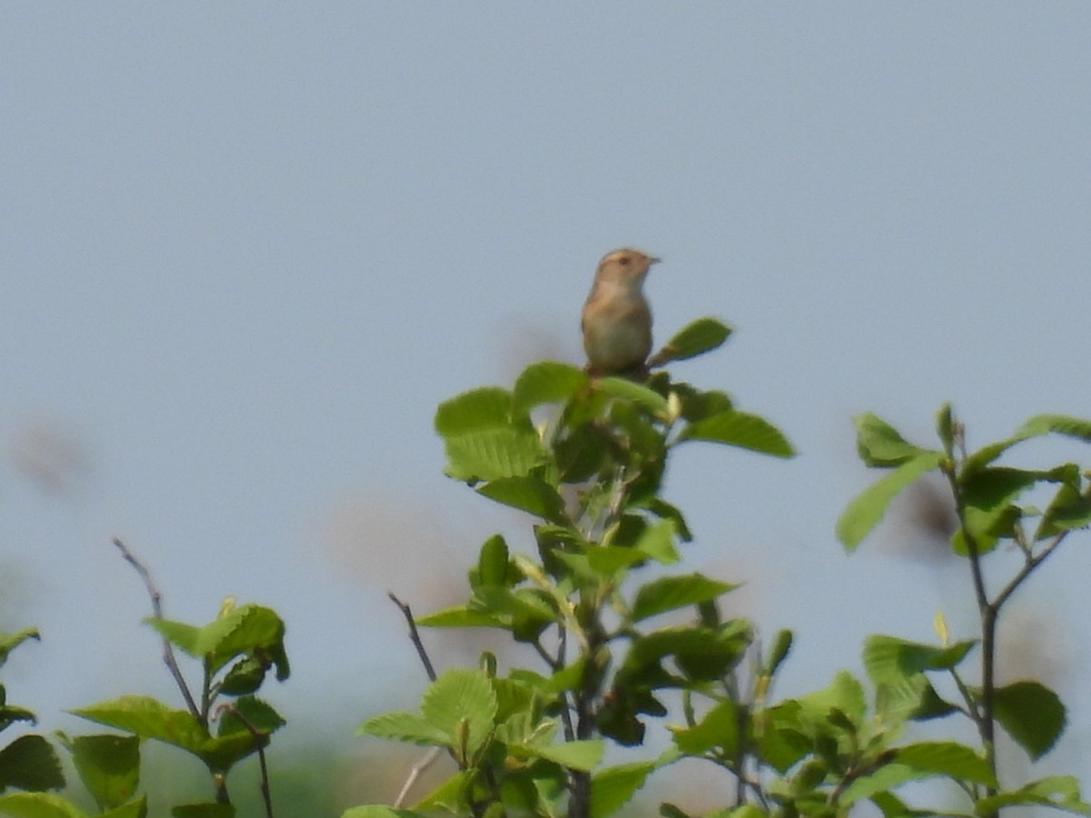 Sedge Wren - Joe McGill