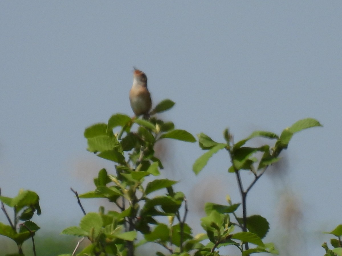 Sedge Wren - Joe McGill