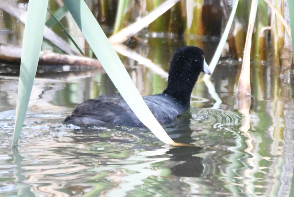 American Coot - Cathryn Dippo