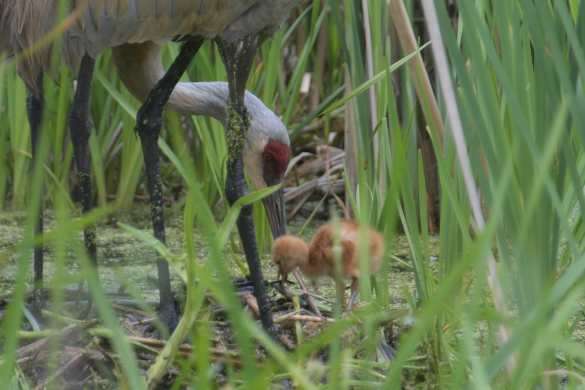 Sandhill Crane - Cathy Del Valle