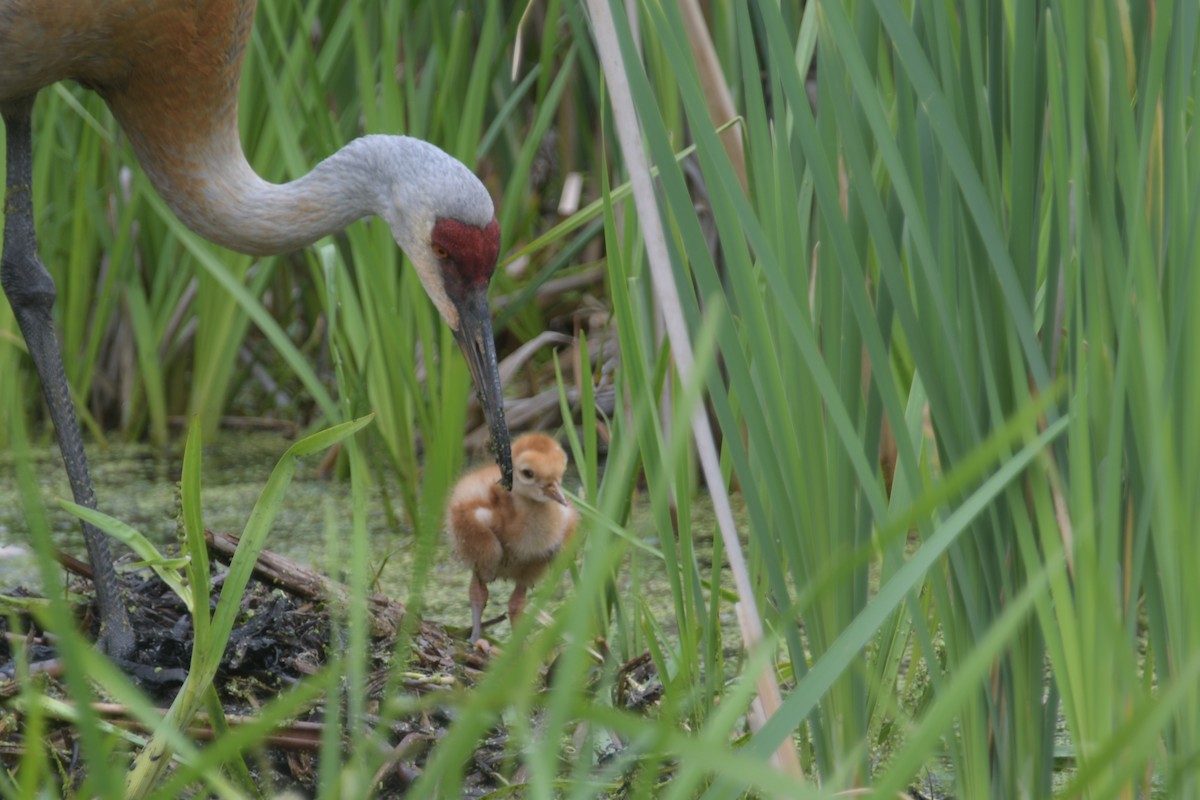 Sandhill Crane - Cathy Del Valle