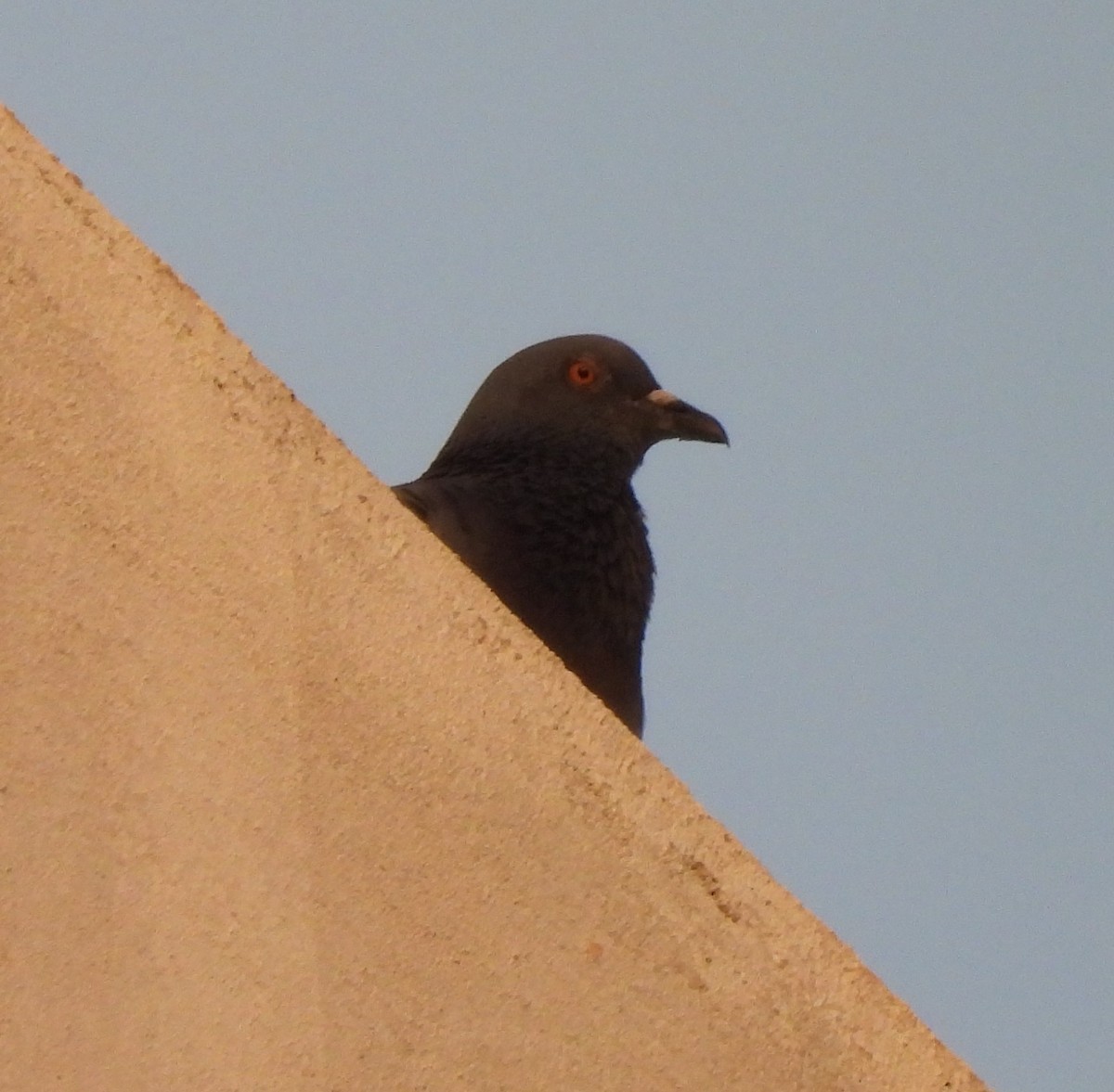 Rock Pigeon (Feral Pigeon) - Bonda Sek