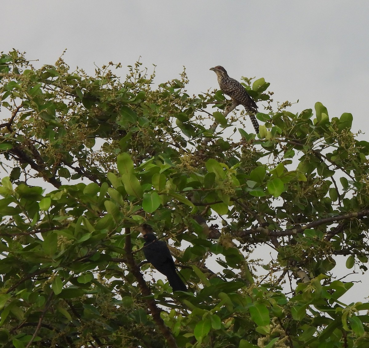 Asian Koel - Bonda Sek