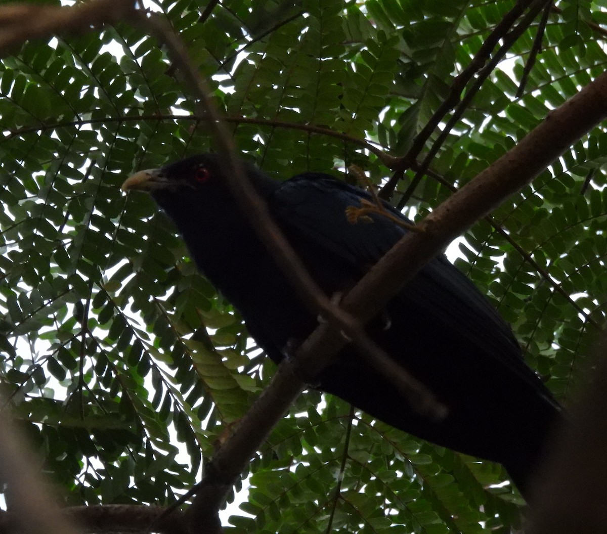 Asian Koel - Bonda Sek