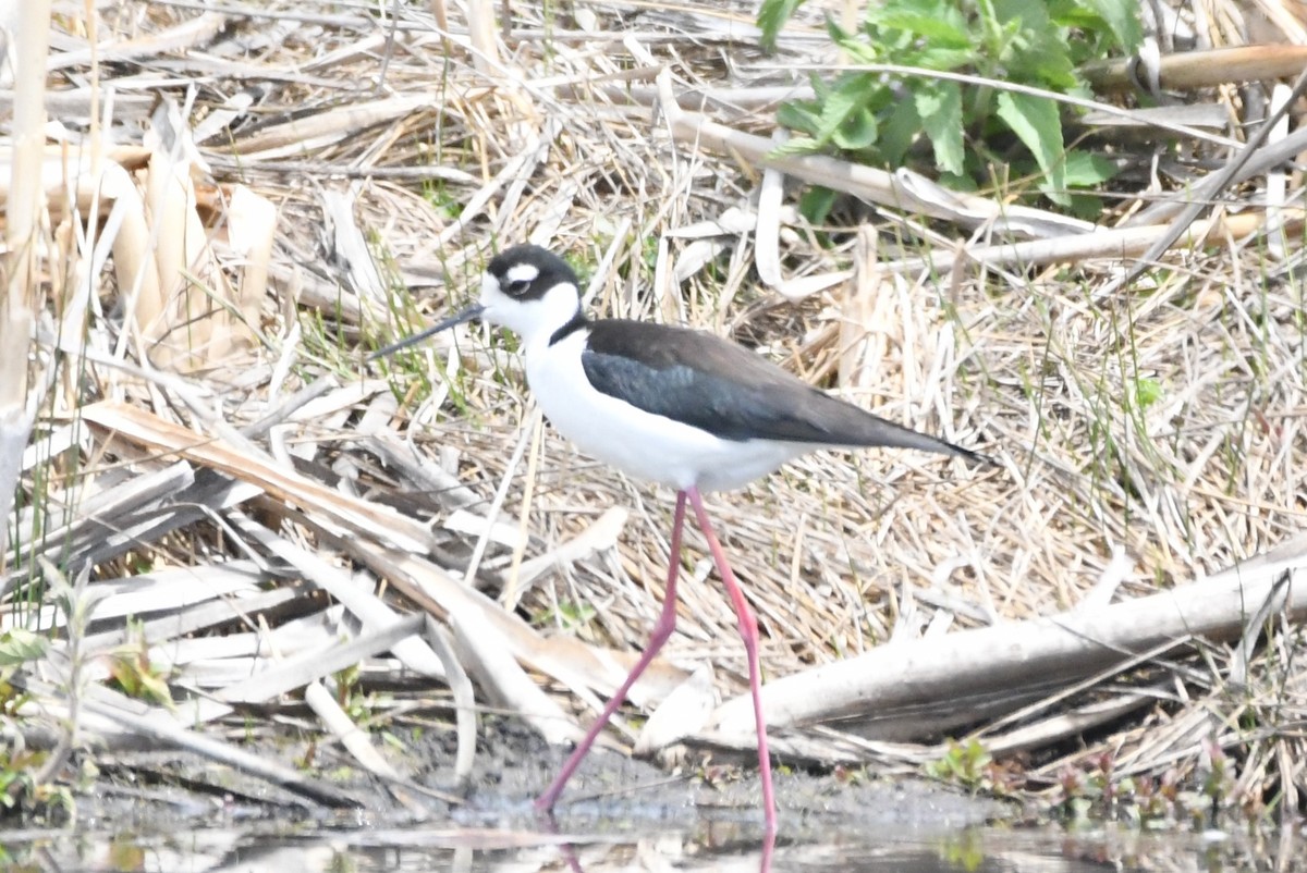 クロエリセイタカシギ - ML619472619