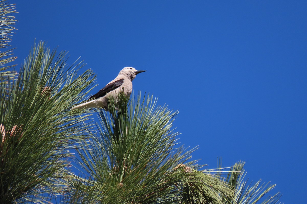 Clark's Nutcracker - Becky Turley