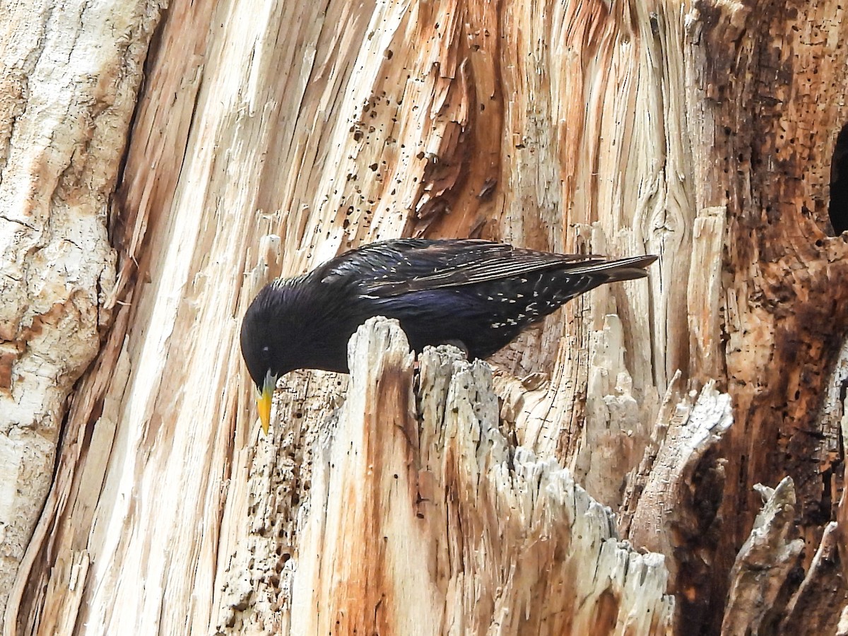 European Starling - Tamara Aho