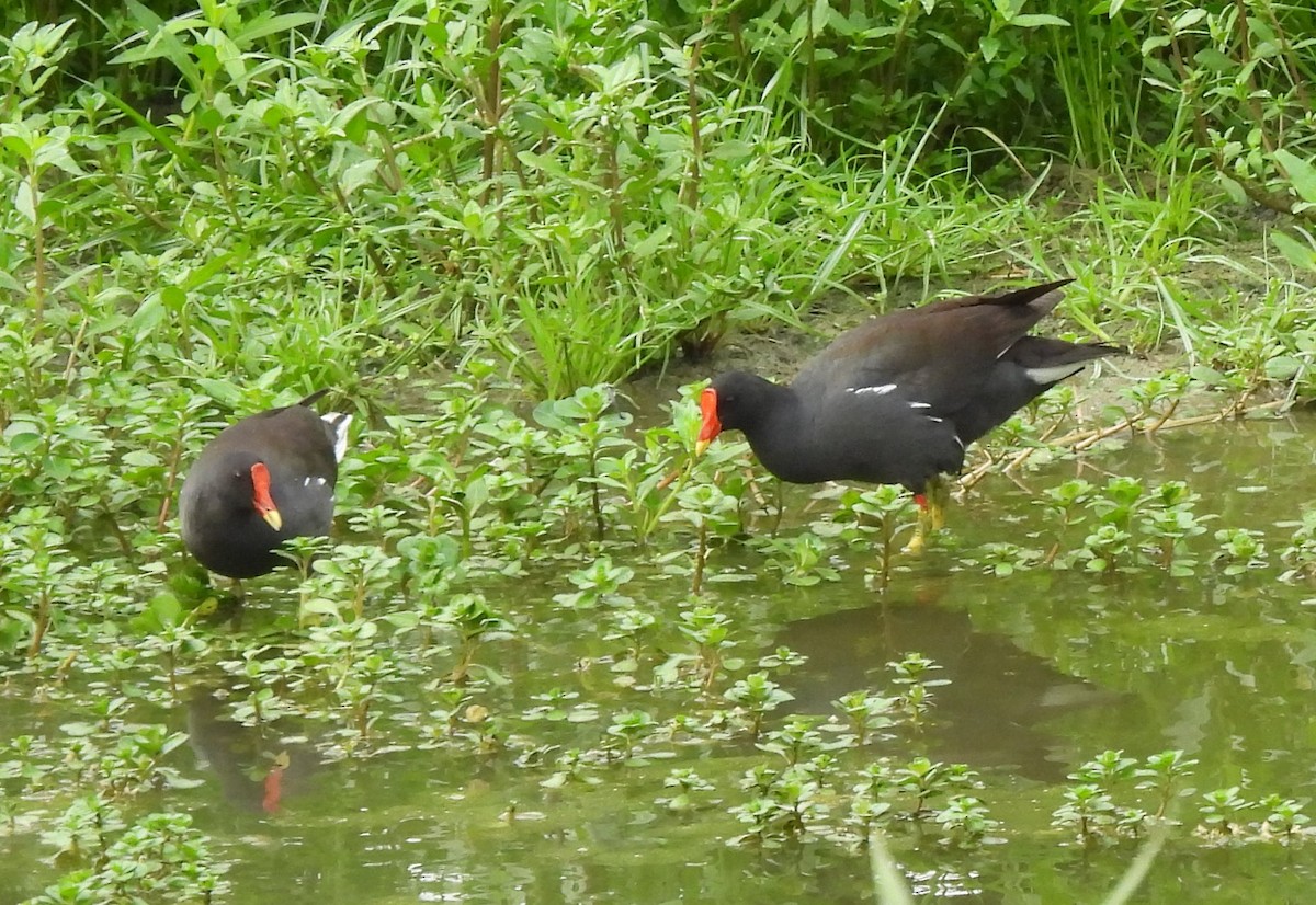 Eurasian Moorhen - Bonda Sek