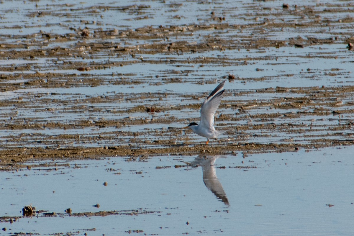 Least Tern - ML619472626